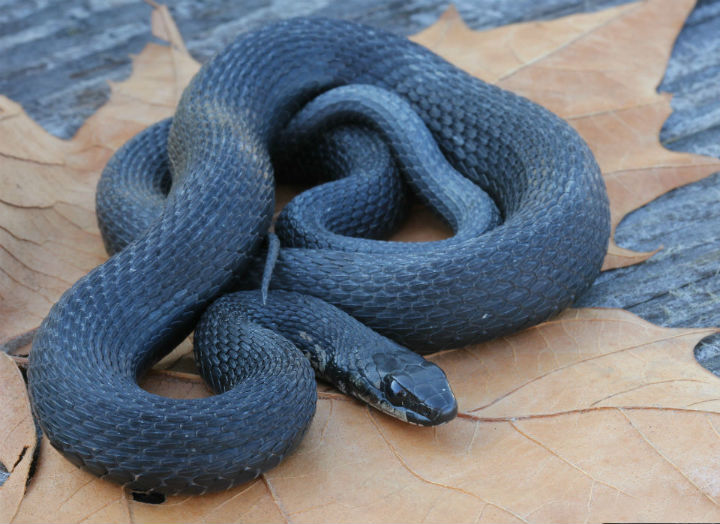 Eastern Garter Snake